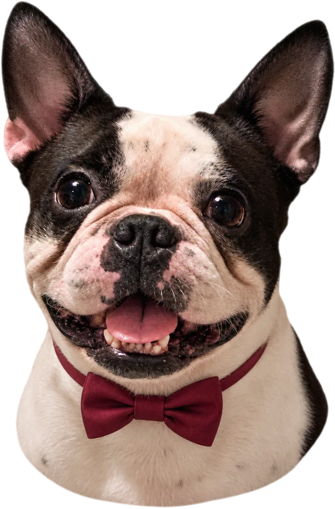 Jackson, the couple's dog, in a burgundy bow tie